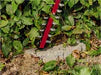 Einhell Cordless Hedge Trimmer GE-CH 18/60 Li-Solo | Lightweight, Powerful & Easy to Use | Ideal for Garden Hedge Trimming